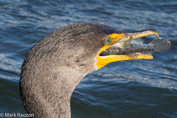 Double-crested Cormorant eating goby
