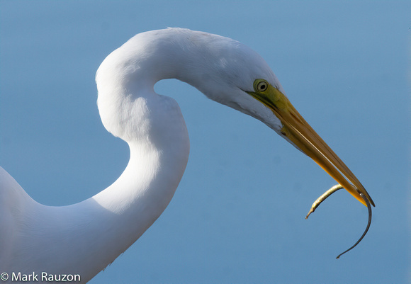 Great Egret with pipefish