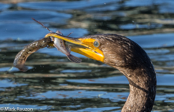 Double-crested Cormorant w/ two gobies