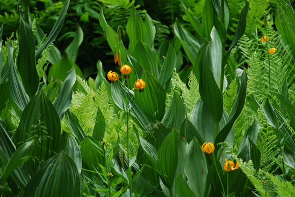 Lilies in Helleborne field