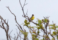 YELLOW-BREASTED BUNTING