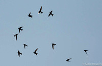 Pacific Swifts