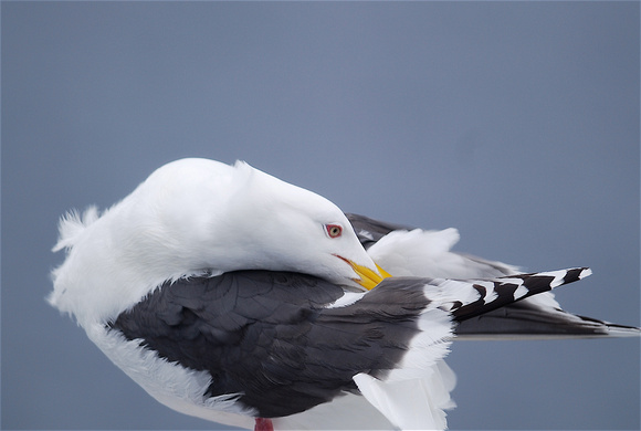 slaty-backed gull