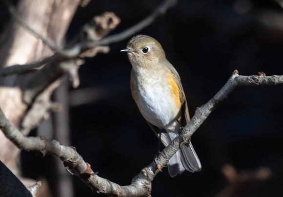 RED-FLANKED BLUETAIL;Tarsiger cyanurus