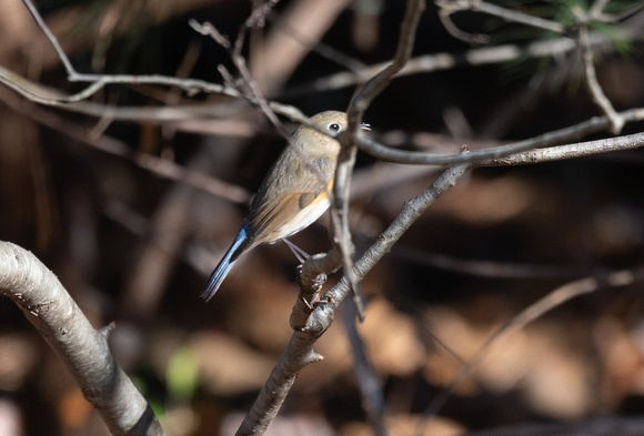 RED-FLANKED BLUETAIL vocalizing 'weeo'