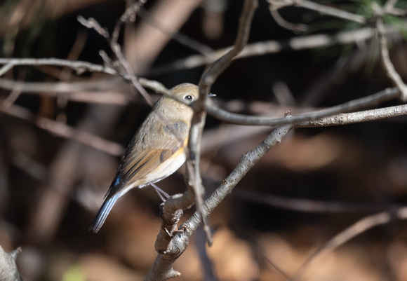 RED-FLANKED BLUETAIL;Tarsiger cyanurus