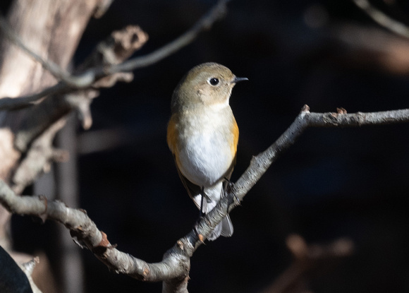 red-flanked bluetail - female