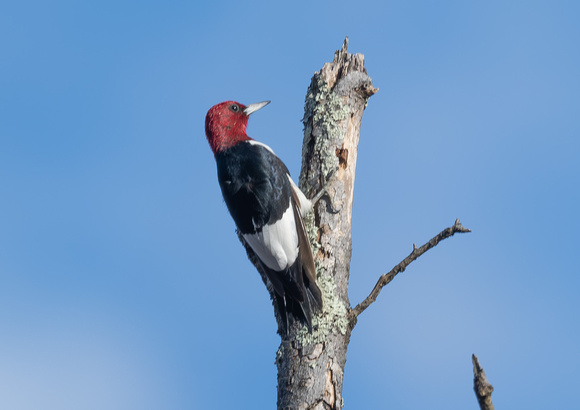 Red-headed  Woodpecker