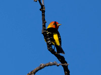 Western Tanager