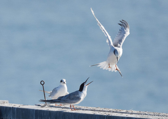 Common and Forster's Terns