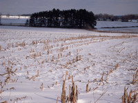 Smith Road corn field