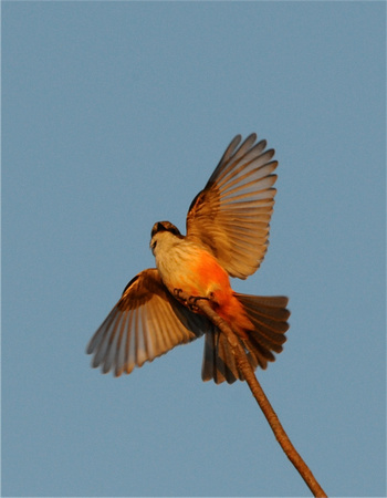 Vermilion Flycatcher (Pyrocephalus rubinus)