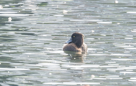 Tufted Duck - female