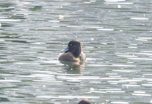 Tufted Duck - female