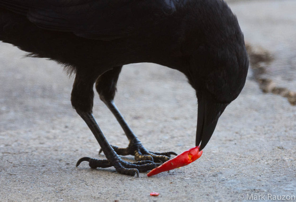 black crow eats red pepper