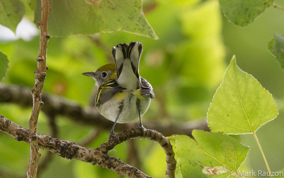 Chestnut-sded Warbler