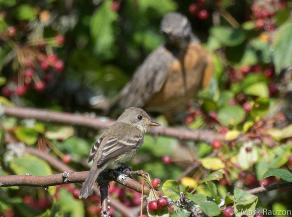 Willow Flycatcher and Robin