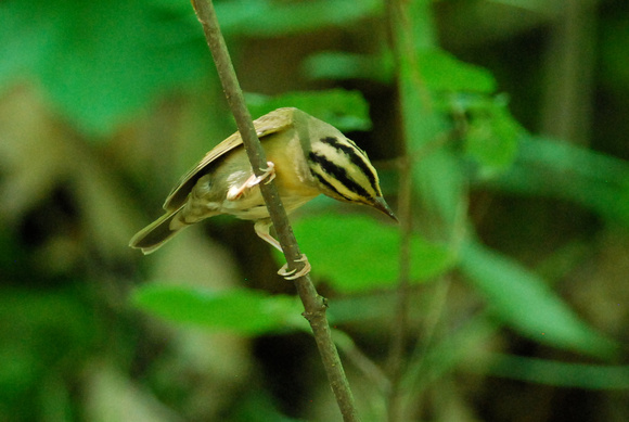 Worm-eating Warbler looking at nest