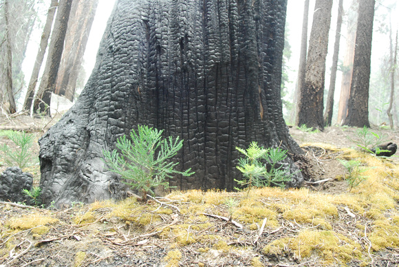 Fire is needed to start Sequoia seedlings