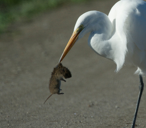 Great Egret with vole