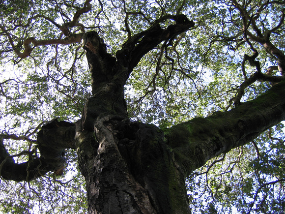 Dimond oak