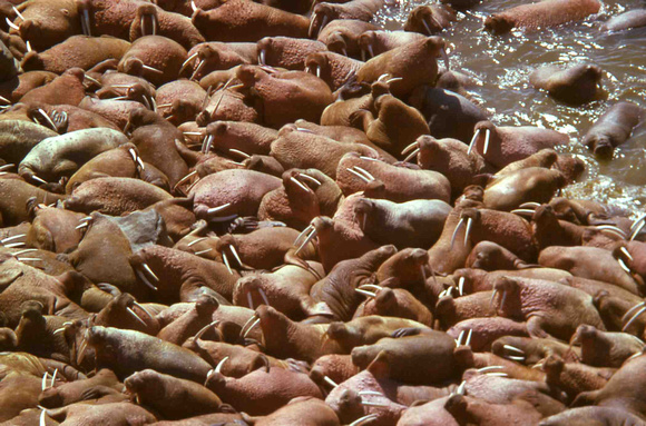 Round Island Walrus haul-out