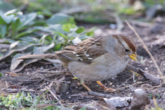 White-crowned Sparrow-immature