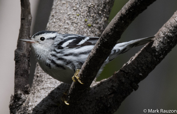 Black and White Warbler- female