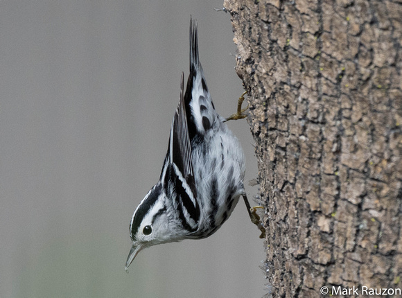 Black and White Warbler- female