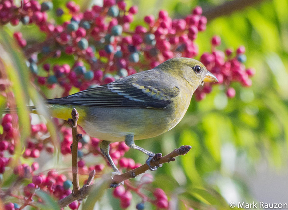 Western Tanager - female