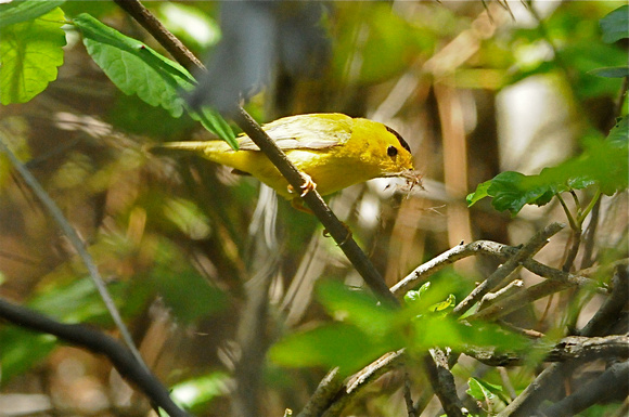 Wilson's warbler, male with nesting material