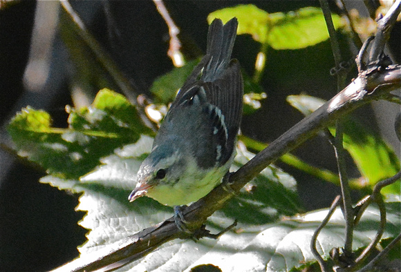 Cerulean Warbler- female
