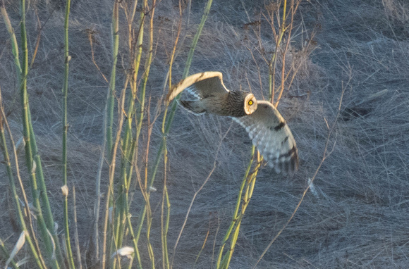 short-eared owl at last light