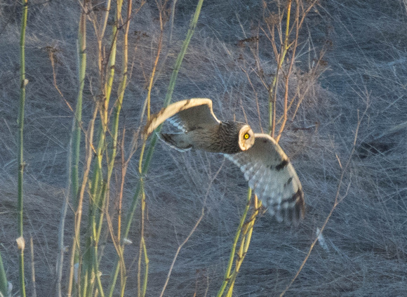 Short-eared Owl at last light