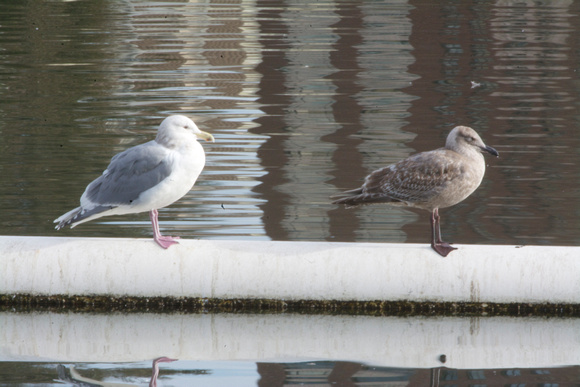 Thayer's gull and imm ?