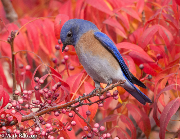 Western Bluebird in Chinese Pitasche tree