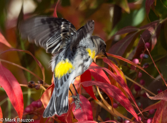 Yellow-rumped Warbler in Chinese Pitasche tree