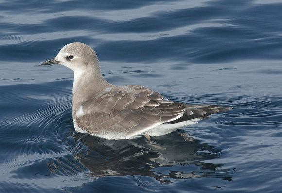 Sabine's Gull- juvenile