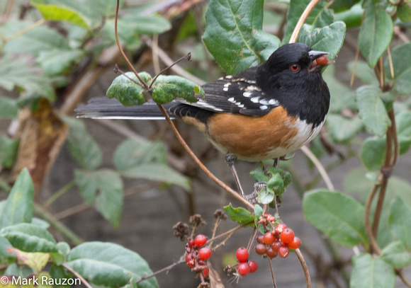 Spotted Towhee w/ honeysuckle berry