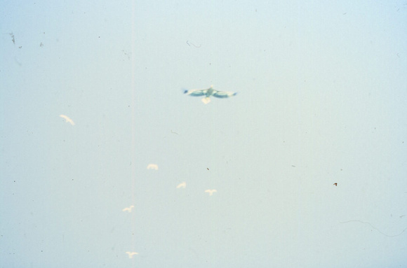 Steller's sea eagle, 1978