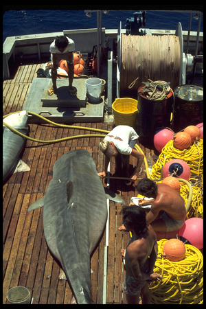 Tigar Shark experimental harvest 1977