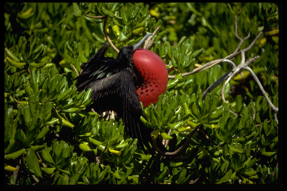 Frigatebird displaying on Kure