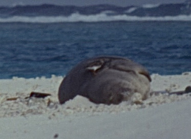 Ruddy Turnstone pecking Monk Seal