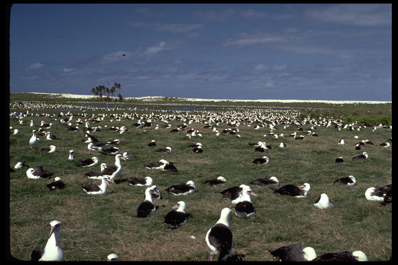 Laysan Island, Laysan Albatrosses