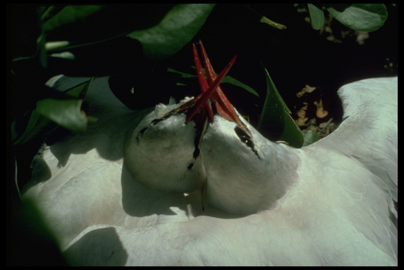 red-tailed tropicbirds battling for nest site