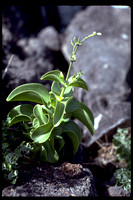 Schedia nihoaensis