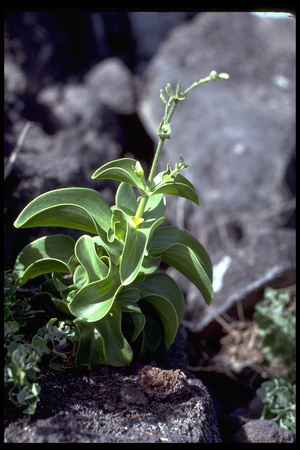 Schedia nihoaensis