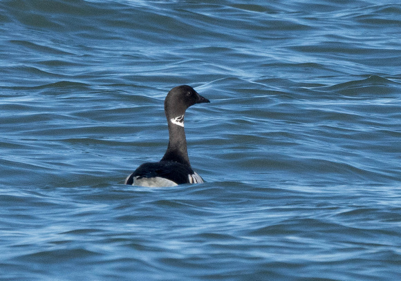 Brant seen on Oakland CBC- central bay