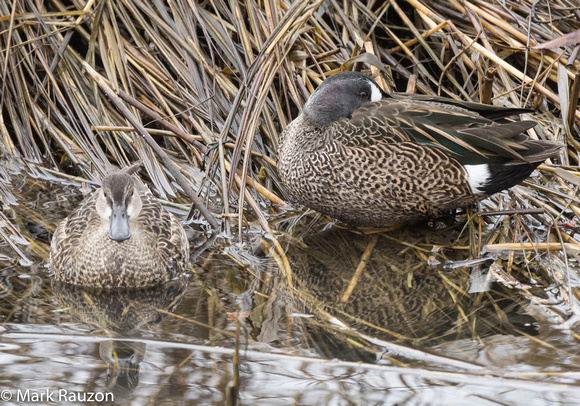 Blue-winged Teal male and female