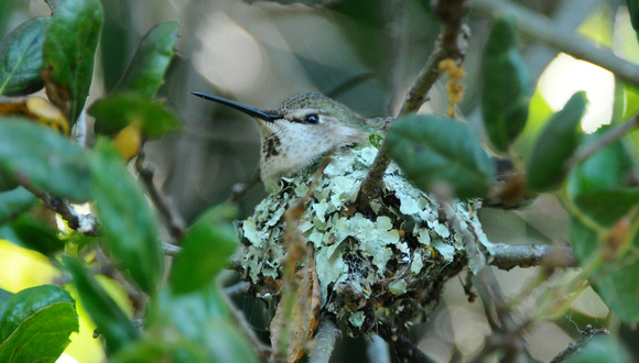 Anna's hummingbird nest